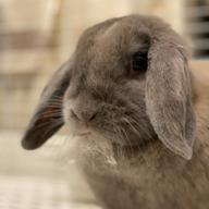 パトラッシュ🅽