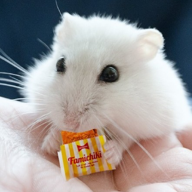 しゃしゃ🐹⚡ゆっくり