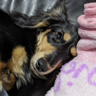 チャン=イーヌウ