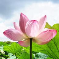 ❁⃘*.ﾟ蓮華❁⃘*.ﾟ